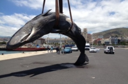 cachalotemuelle