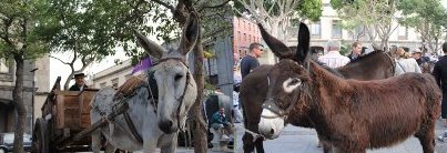 nochedelosburros1