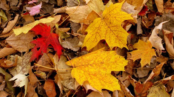 otoño1
