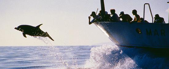 RE_canarias_delfin.jpg_369272544