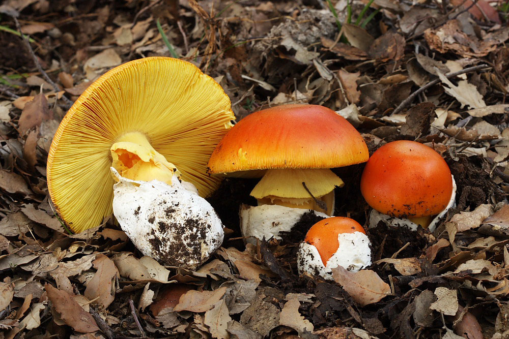 amanita-caesarea-micogest