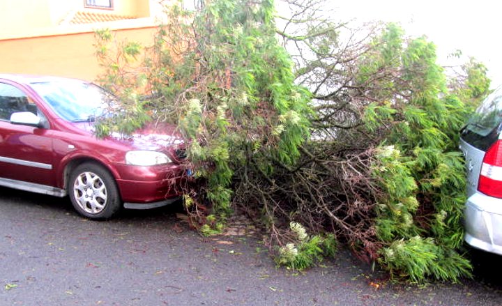 arbol caido