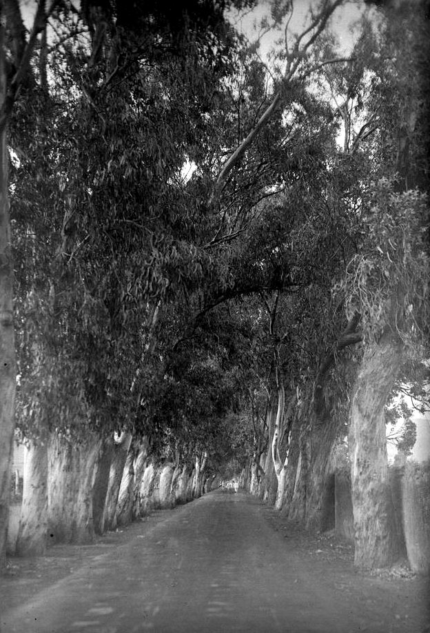 carretera de tejina a passaporte 1931