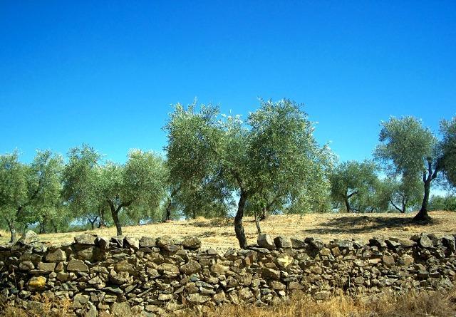olivos