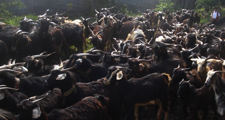 cabras tenerife norte