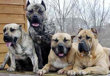 presacanario3