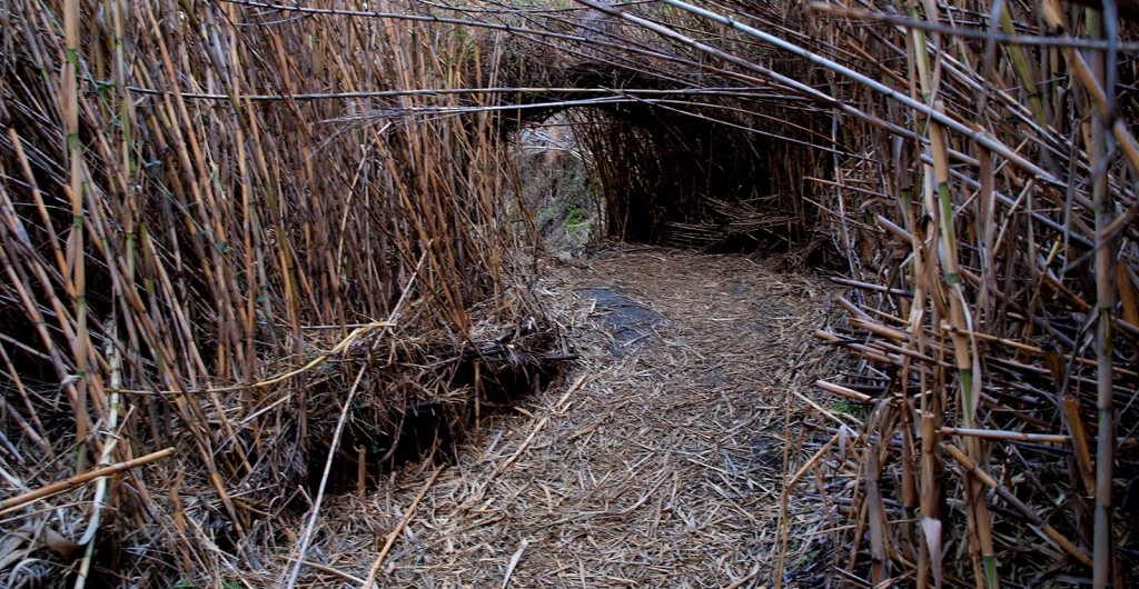 2. Entre cañas
