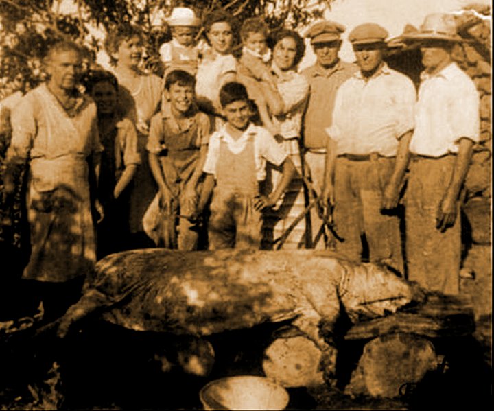 MANTANZA DEL COCHINO LAS ROSAS 1953