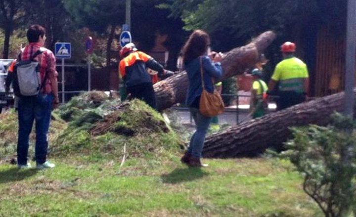 arbol caido