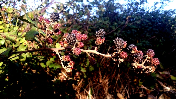 moras
